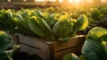 Pak Choi salad in a wooden box with field and sunset in the background.