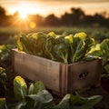 Pak Choi salad in a wooden box with field and sunset in the background.