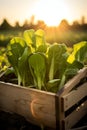 Pak Choi salad in a wooden box with field and sunset in the background.
