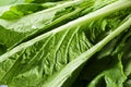 Pakchoi Royalty Free Stock Photo