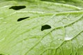 Pakchoi cabbage leaves