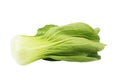 Pakchoi cabbage