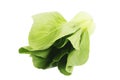 Pakchoi cabbage