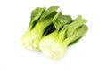 Pakchoi cabbage
