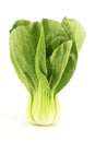 Pakchoi cabbage Royalty Free Stock Photo