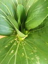 Pakcoy vegetable leaves. The leaves are green, there are hole in the leaf sheets, this vegetable is 40 days old