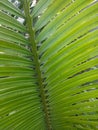 Pakis aji or also popularly known as cycads are a group of open seed plants belonging to the genus Pakishaji or Cycas.