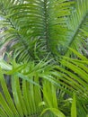 Pakis haji or also popularly known as cycads are a group of open seed plants belonging to the genus Pakishaji or Cycas.