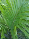 Pakis haji or also popularly known as cycads are a group of open seed plants belonging to the genus Pakishaji or Cycas.