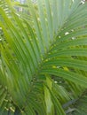 Pakis haji & x28;aji& x29; or also popularly known as cycads are a group of open seed