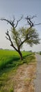 Pakistan: Afternoon view of Kikar tree planted near rice crop on Village Qila Ramring Road