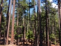 Pakistan natrual cedar forest in kalam swat valley Royalty Free Stock Photo