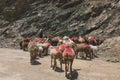 Pakistan Shepherds in Traditional dress with goats, herd high in Gilgit Baltistan mountains Royalty Free Stock Photo