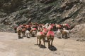 Pakistan Shepherds in Traditional dress with goats, herd high in Gilgit Baltistan mountains Royalty Free Stock Photo