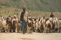 Pakistan Shepherds in Traditional dress with goats, herd high in Gilgit Baltistan mountains Royalty Free Stock Photo