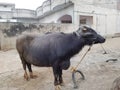 Pakistani Black Buffalo in Village
