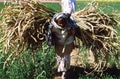 Pakistani former carry sugar cans on his back in Punjab