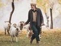 Pakistani herder in traditional clothes. Sheep autumn pasture cattle hunza valley, gilgit baltistan, pakistan nothern areas Royalty Free Stock Photo