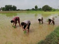 Pakistani village people are sowing Rice Royalty Free Stock Photo