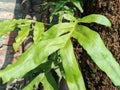 Paku plant or golden snake fern, The leaves are large green. growing on tree trunks
