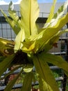Paku sarang plant (Asplenium Nidus) hanging on iron rack
