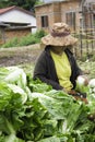 The farmer harvesting of vegetables takes place every week of the year.