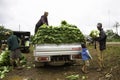 The farmer harvesting of vegetables takes place every week of the year.