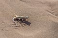 pala-snouted lizard on dune sand at Deadlvei pan, Naukluft desert, Namibia