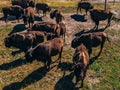 Kurozweki Palace Poland aerial summer. Bisons on field Royalty Free Stock Photo