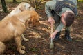 PALADINI, CORATIA - SEPTEMBER 26, 2022: Truffle hunter with dogs in Paladini, Croatia. Pigs and dogs can sniff out