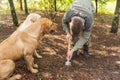 PALADINI, CORATIA - SEPTEMBER 26, 2022: Truffle hunter with dogs in Paladini, Croatia. Pigs and dogs can sniff out