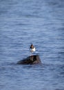 Palaearctic Oystercatcher stands gracefully on one leg in its natural habitat Royalty Free Stock Photo