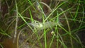 Palaemon adspersus Grass shrimp hiding in the sea grass of Zostera