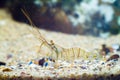 Palaemon elegans, saltwater rockpool shrimp in Black Sea marine biotope aquarium invasive alien salt water species search for food