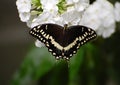 Palamedes Swallowtail Butterfly Royalty Free Stock Photo