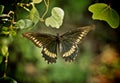 Palamedes Swallowtail butterfly Royalty Free Stock Photo