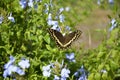Palamedes swallowtail butterfly in a garden Royalty Free Stock Photo