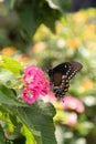 Palamedes swallowtail butterfly, Papilio palamedes Royalty Free Stock Photo