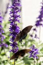 Palamedes swallowtail butterfly, Papilio palamedes Royalty Free Stock Photo