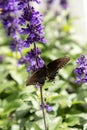 Palamedes swallowtail butterfly, Papilio palamedes Royalty Free Stock Photo