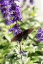 Palamedes swallowtail butterfly, Papilio palamedes Royalty Free Stock Photo