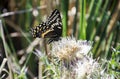 Palamedes Swallowtail Butterfly on Thistle flower Royalty Free Stock Photo