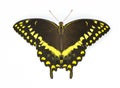 Palamedes Swallowtail - Papilio palamedes - large butterfly with yellow, black, blue pattern and colors. Isolated on white