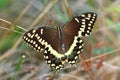 Palamedes Swallowtail (Papilio palamedes) Royalty Free Stock Photo