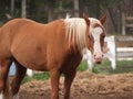 Palamino Horse Royalty Free Stock Photo