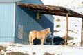 Palamino mare sharing her food with Mule Deer buck Royalty Free Stock Photo