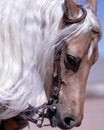 Palamino Reining Horse Royalty Free Stock Photo