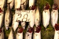 Palamut tane fish in ice on a market Istanbul