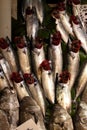 Palamut tane fish in ice on a market Istanbul