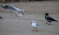 A trio of two gulls and a bitter crow on the sand Royalty Free Stock Photo